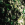 SCALER