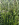 The National Trust